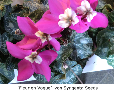 ´Fleur en Vogue´ von Syngenta Seeds