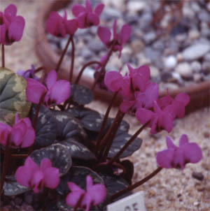 Blüten von Cyclamen coum